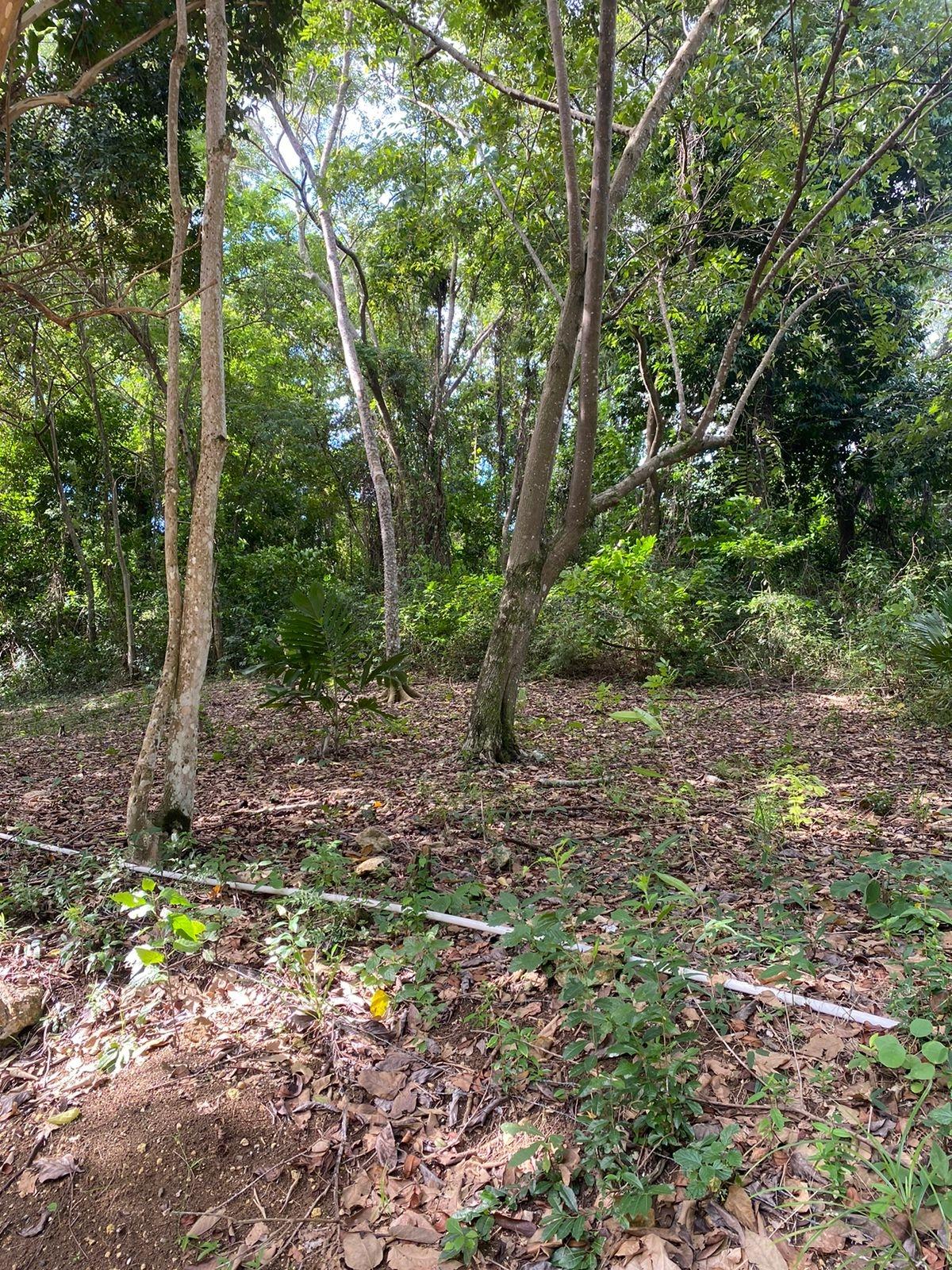 Twelfth image of Lot 22c- Part of Industry Cove in Green Island, Hanover, Jamaica - property is For Sale