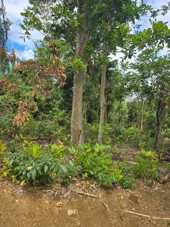 Fifth image of Lot 22c- Part of Industry Cove in Green Island, Hanover, Jamaica - property is For Sale