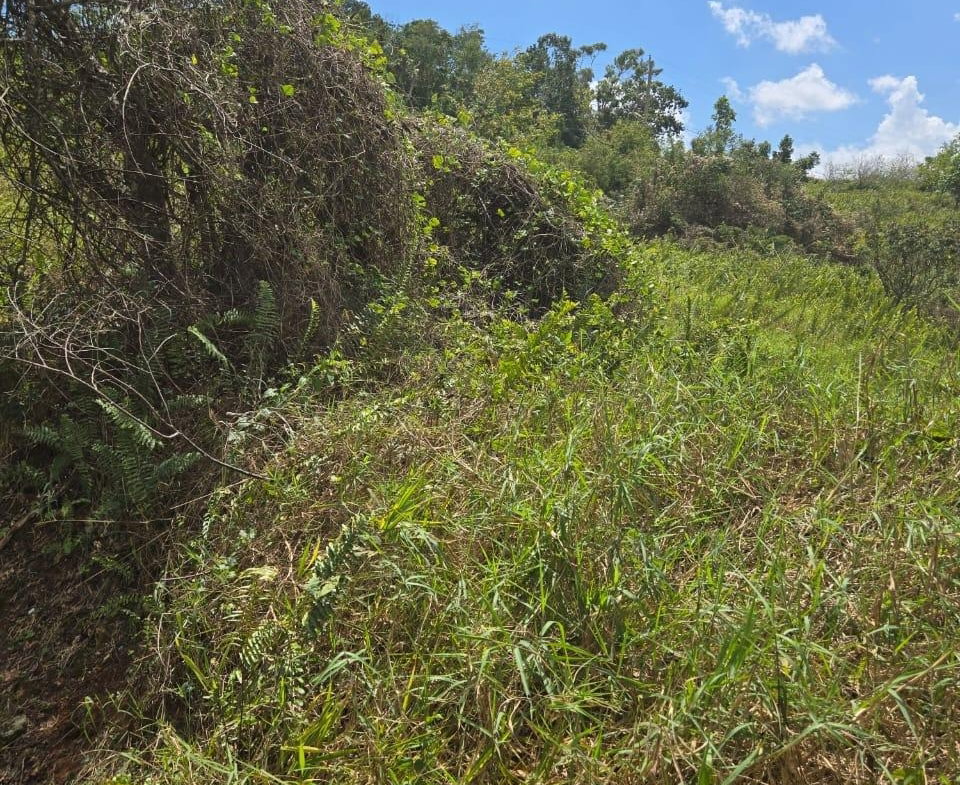 Fourth image of Lot 125- Fairfield Drive, Moorland in Moorlands Phase1&2, Manchester, Jamaica - property is For Sale