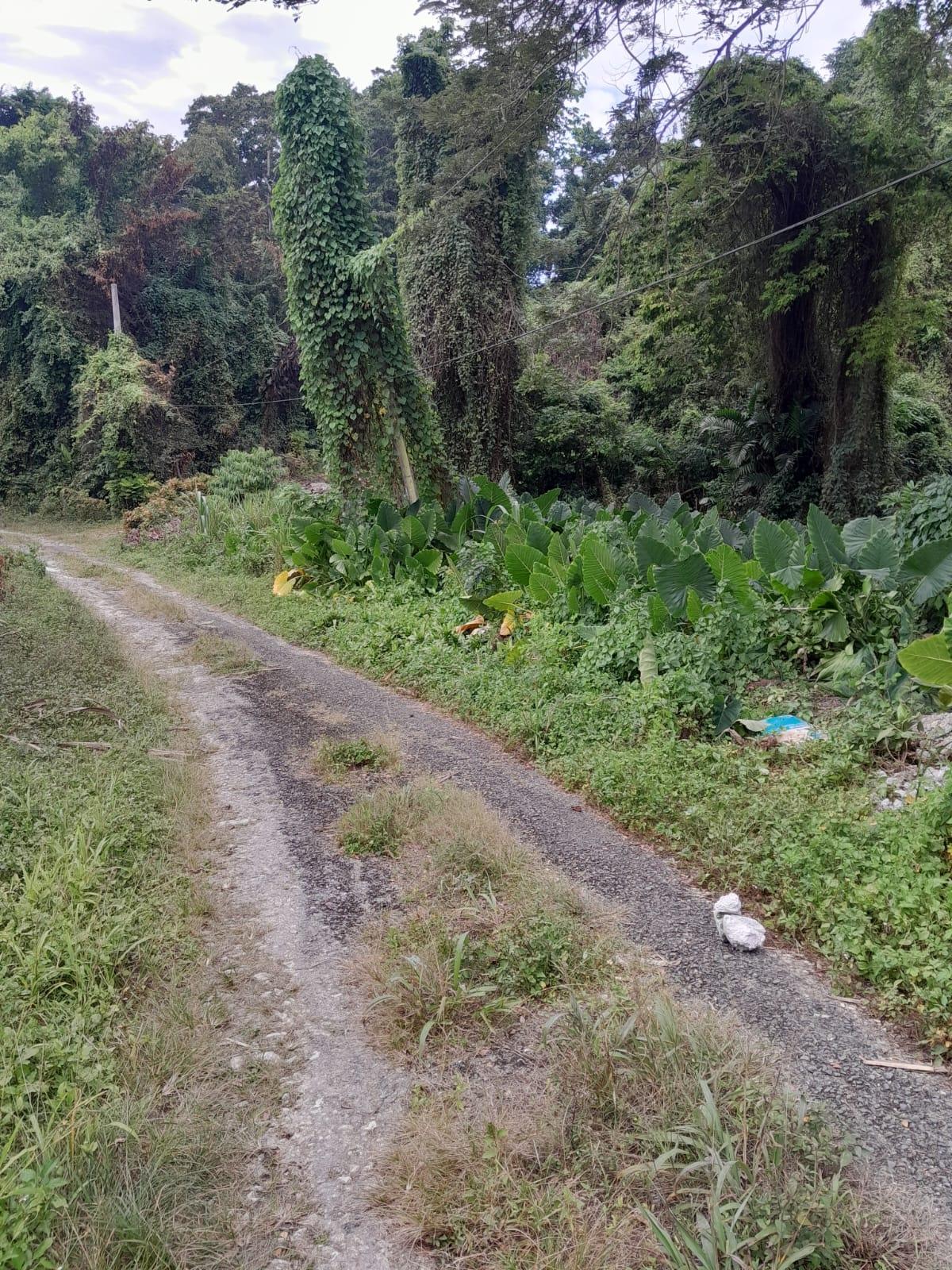 Second image of Zion Hill Portland in Fairy Hill, Portland, Jamaica - property is For Sale