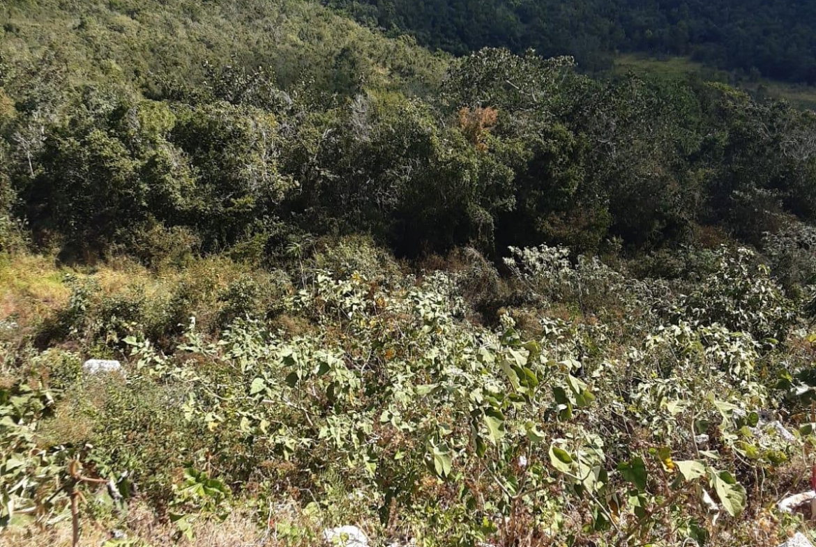 Sixth image of Lot 8 Chevely Estates in Spur Tree, Manchester, Jamaica - property is For Sale
