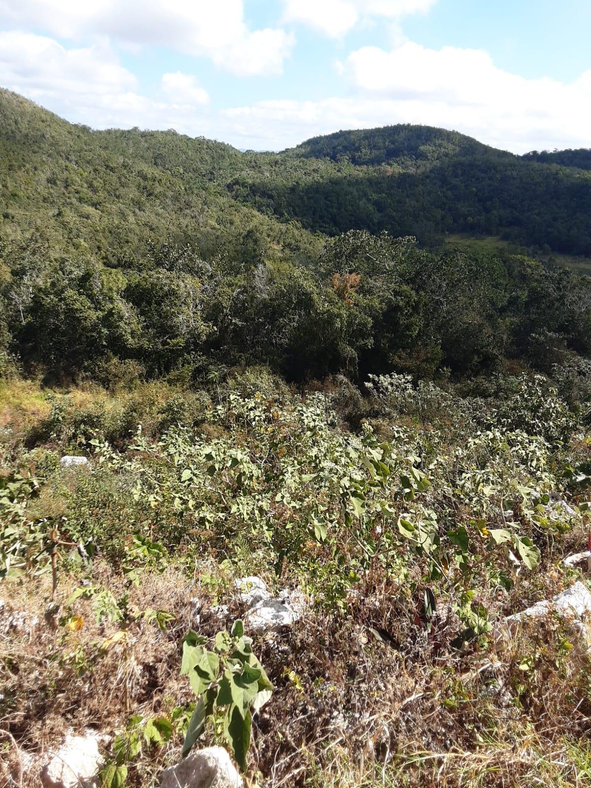 Residential-Lot-for-Sale-in-Chevely-Estates-Jamaica-Build-Your-Dream-Home Sixth image of Lot 8 Chevely Estates in Spur Tree, Manchester, Jamaica - property is For Sale