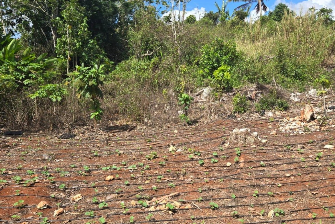 Third image of Heathfield, Manchester in Heathfield, Manchester, Jamaica - property is For Sale