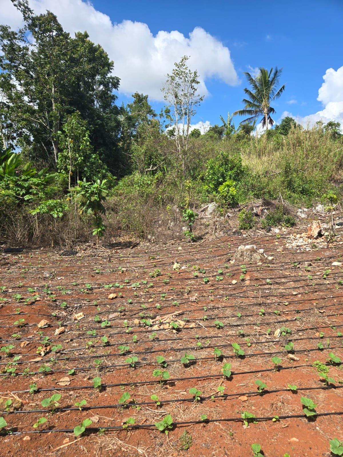 Residential-Lot-for-Sale-in-Heathfield-Manchester-Jamaica-Prime-Location Third image of Heathfield, Manchester in Heathfield, Manchester, Jamaica - property is For Sale