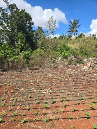 Third image of Heathfield, Manchester in Heathfield, Manchester, Jamaica - property is For Sale