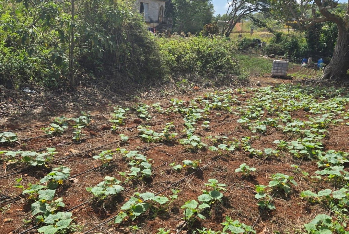Fourth image of Heathfield, Manchester in Heathfield, Manchester, Jamaica - property is For Sale