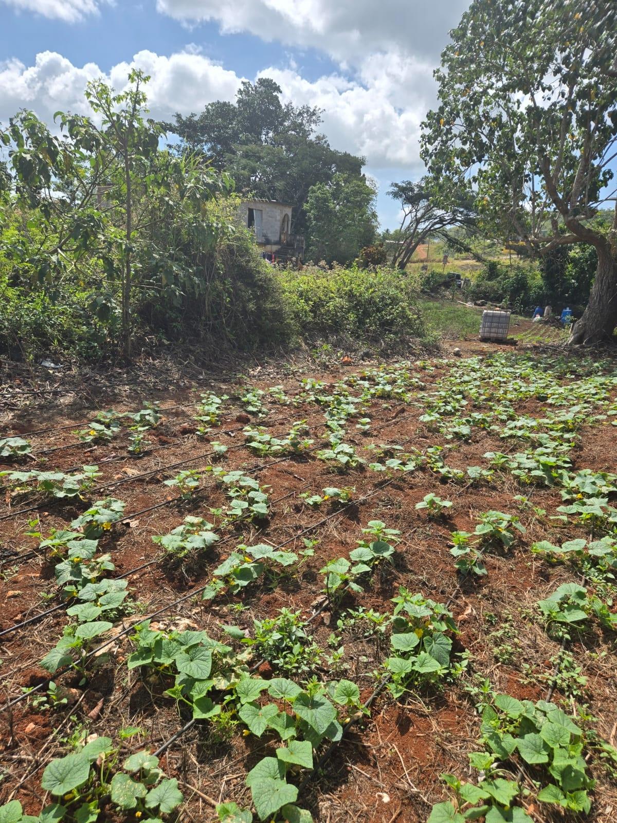Residential-Lot-for-Sale-in-Heathfield-Manchester-Jamaica-Prime-Location Fourth image of Heathfield, Manchester in Heathfield, Manchester, Jamaica - property is For Sale