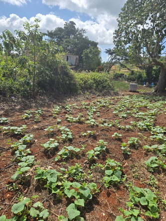 Fourth image of Heathfield, Manchester in Heathfield, Manchester, Jamaica - property is For Sale
