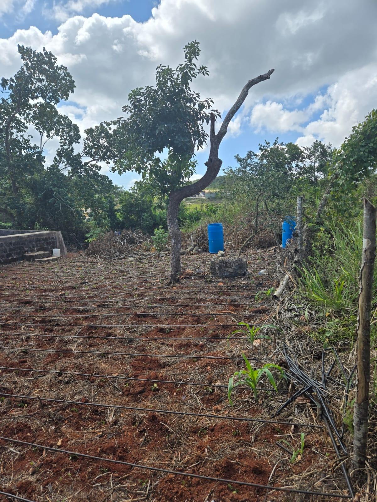 Residential-Lot-for-Sale-in-Heathfield-Manchester-Jamaica-Prime-Location Fifth image of Heathfield, Manchester in Heathfield, Manchester, Jamaica - property is For Sale