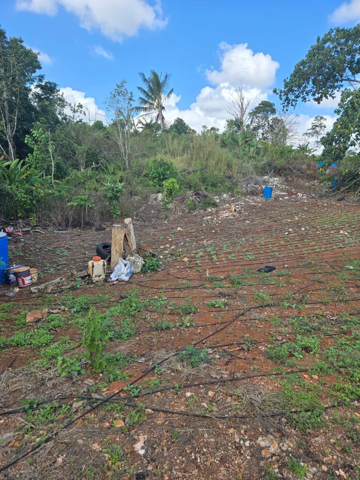 Residential-Lot-for-Sale-in-Heathfield-Manchester-Jamaica-Prime-Location First image of Heathfield, Manchester in Heathfield, Manchester, Jamaica - property is For Sale