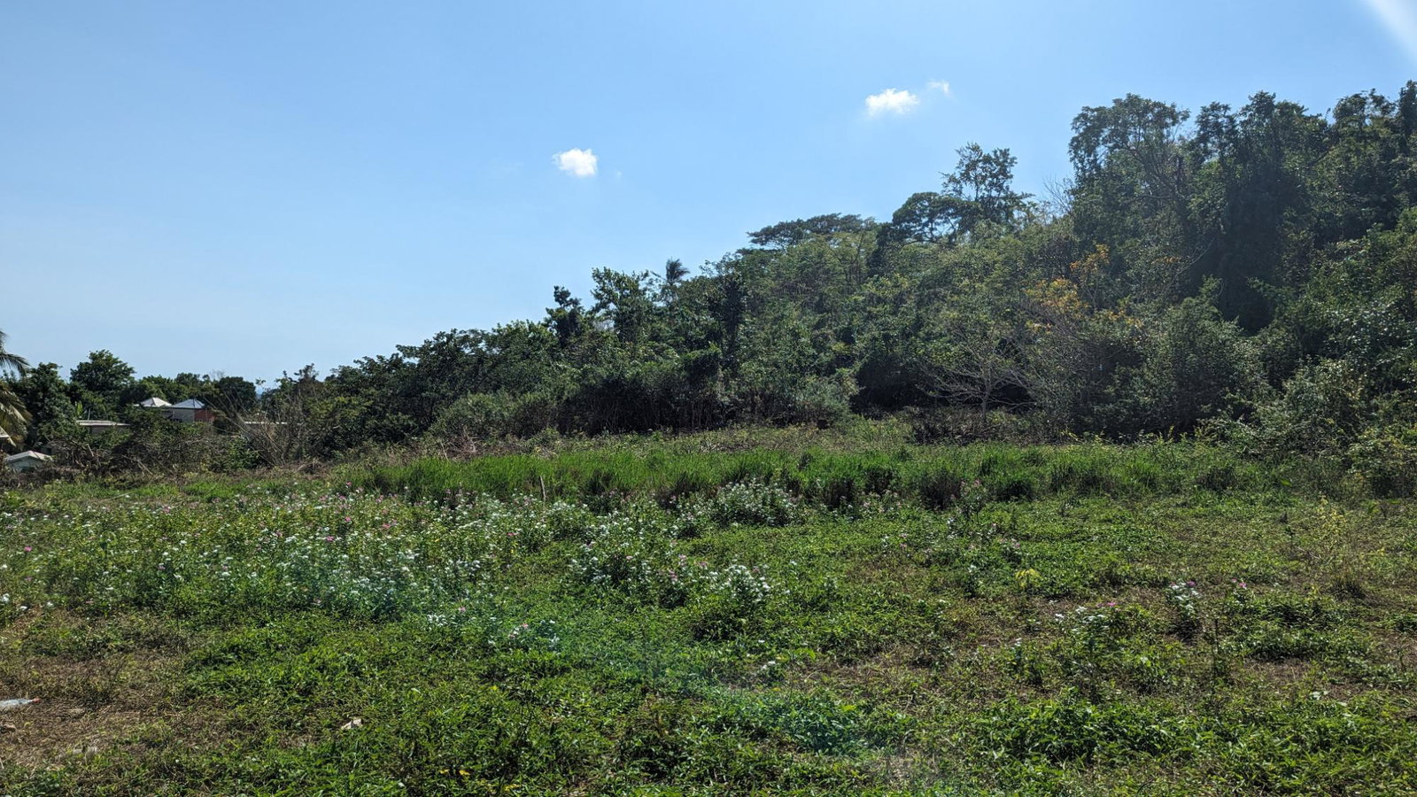 Residential-Lot-for-Sale-in-St.-Elizabeth-Jamaica-36-Whitehall Second image of 36 Whitehall in MIDDLE QUARTERS, St. Elizabeth, Jamaica - property is For Sale