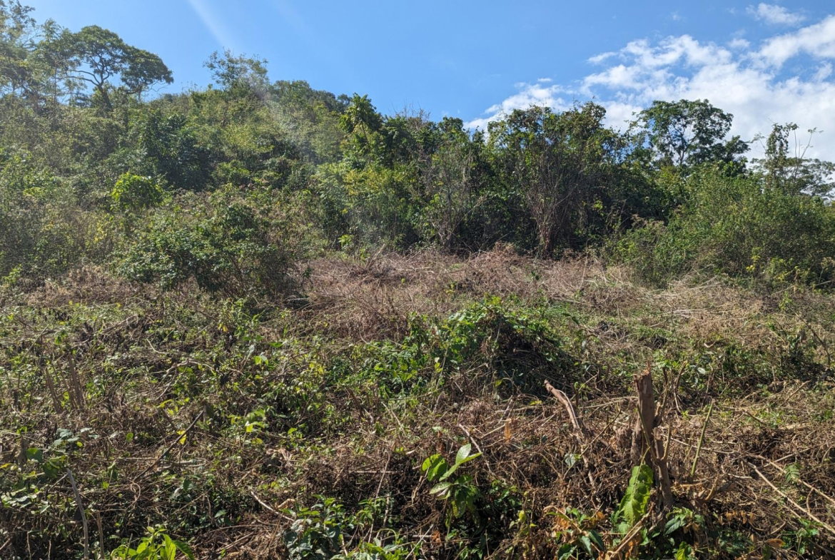 First image of 36 Whitehall in MIDDLE QUARTERS, St. Elizabeth, Jamaica - property is For Sale