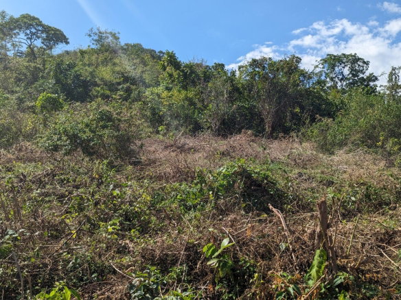 First image of 36 Whitehall in MIDDLE QUARTERS, St. Elizabeth, Jamaica - property is For Sale