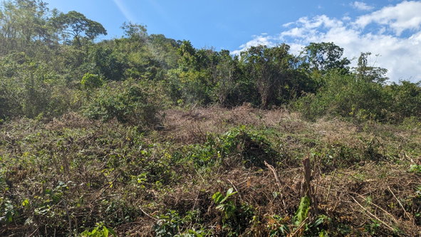 First image of 36 Whitehall in MIDDLE QUARTERS, St. Elizabeth, Jamaica - property is For Sale
