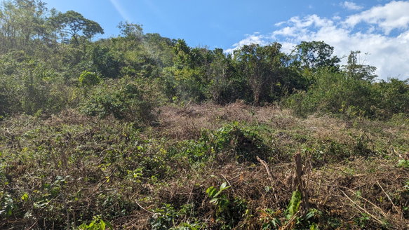 First image of 36 Whitehall in MIDDLE QUARTERS, St. Elizabeth, Jamaica - property is For Sale