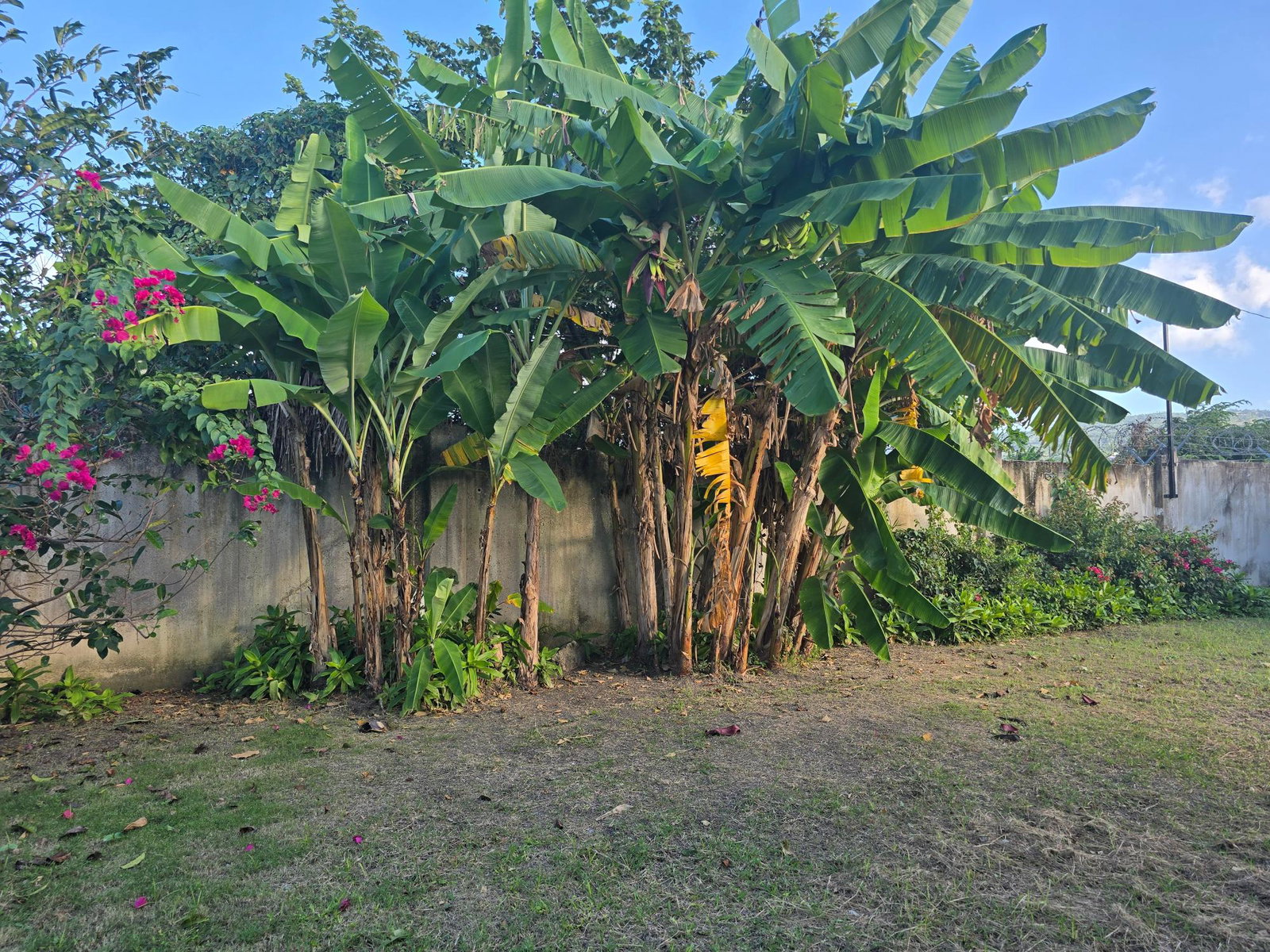 Twenty-Seventh image of Drax Hall Manor in St. Ann's Bay, St. Ann, Jamaica - property is For Rent