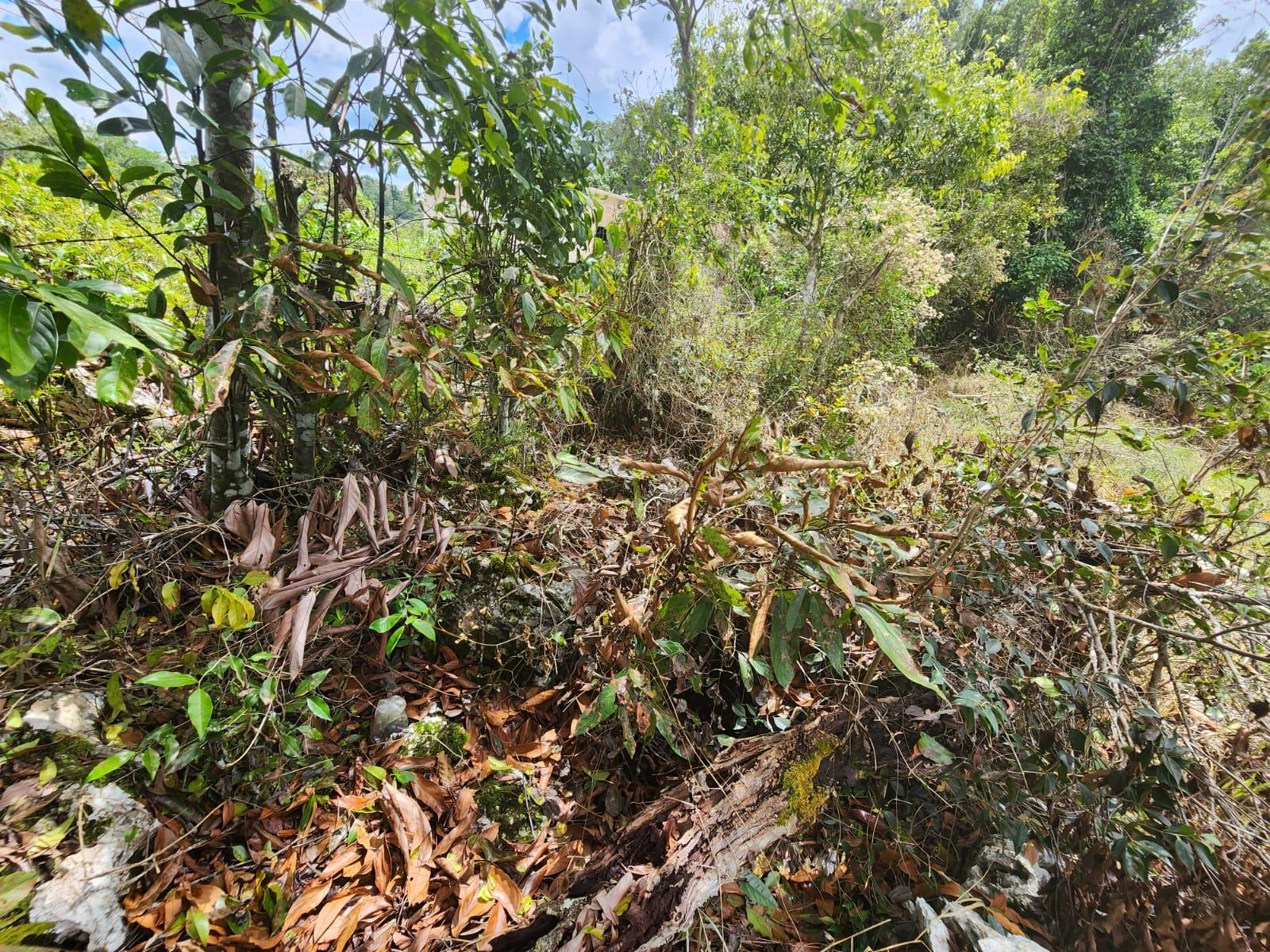 Second image of Spitzbergen in Christiana, Manchester, Jamaica - property is For Sale