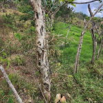 First image of Spitzbergen in Christiana, Manchester, Jamaica - property is For Sale
