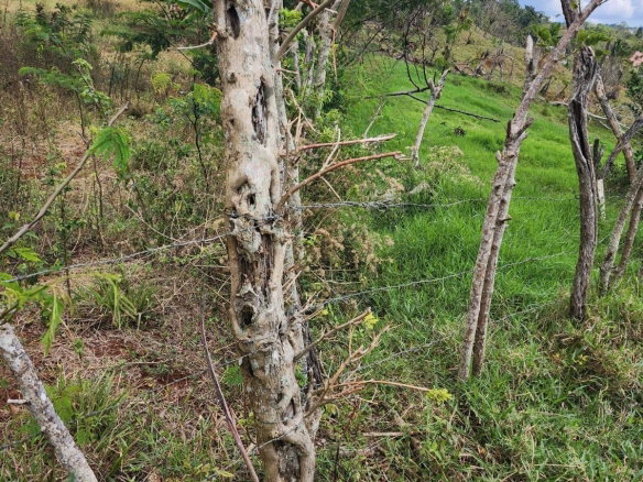 First image of Spitzbergen in Christiana, Manchester, Jamaica - property is For Sale