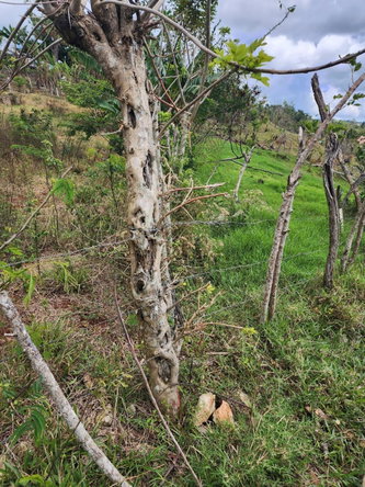 First image of Spitzbergen in Christiana, Manchester, Jamaica - property is For Sale