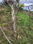 First image of Spitzbergen in Christiana, Manchester, Jamaica - property is For Sale