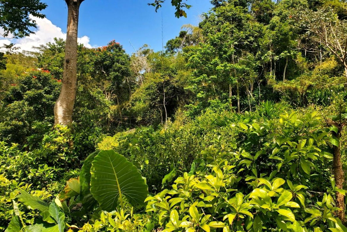 Second image of Mount Dakin in Brandon Hill, St. Andrew, Jamaica - property is For Sale