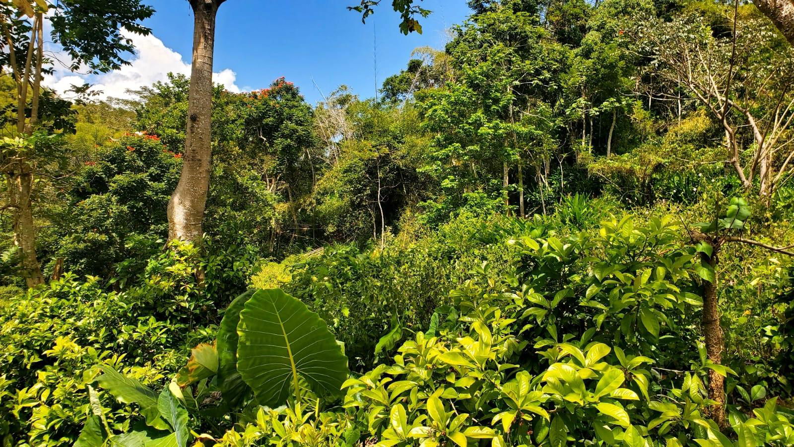 21-Acre-Residential-Development-Land-for-Sale-in-Mount-Dakin-St.-Andrew Second image of Mount Dakin in Brandon Hill, St. Andrew, Jamaica - property is For Sale