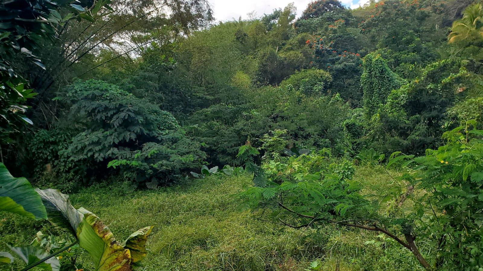 21-Acre-Residential-Development-Land-for-Sale-in-Mount-Dakin-St.-Andrew Sixth image of Mount Dakin in Brandon Hill, St. Andrew, Jamaica - property is For Sale