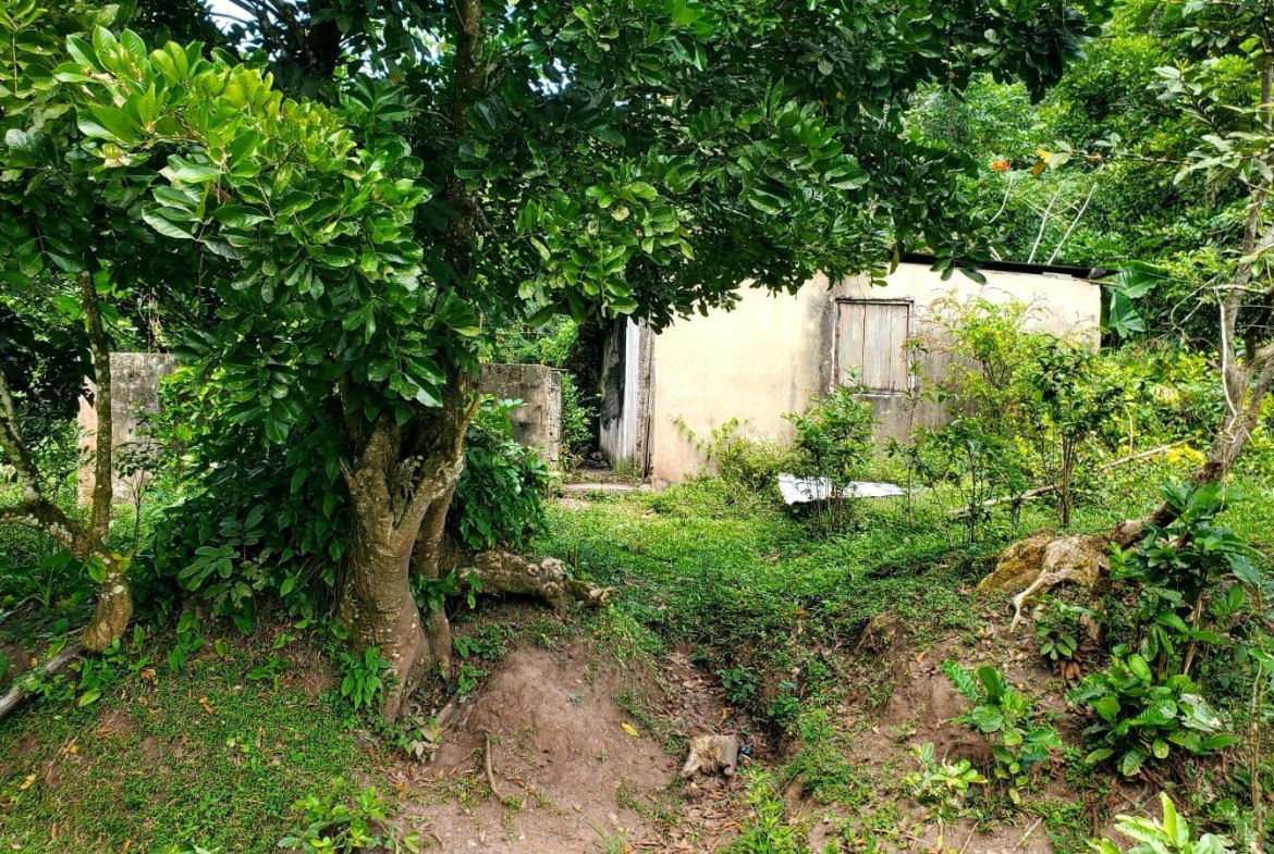 Eighth image of Mount Dakin in Brandon Hill, St. Andrew, Jamaica - property is For Sale