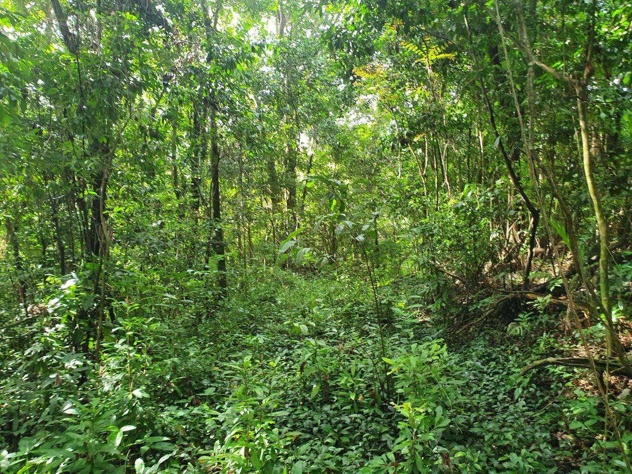 Eleventh image of 1-3 Pirates Hideout, Cold Har in SAN SAN, Portland, Jamaica - property is For Sale