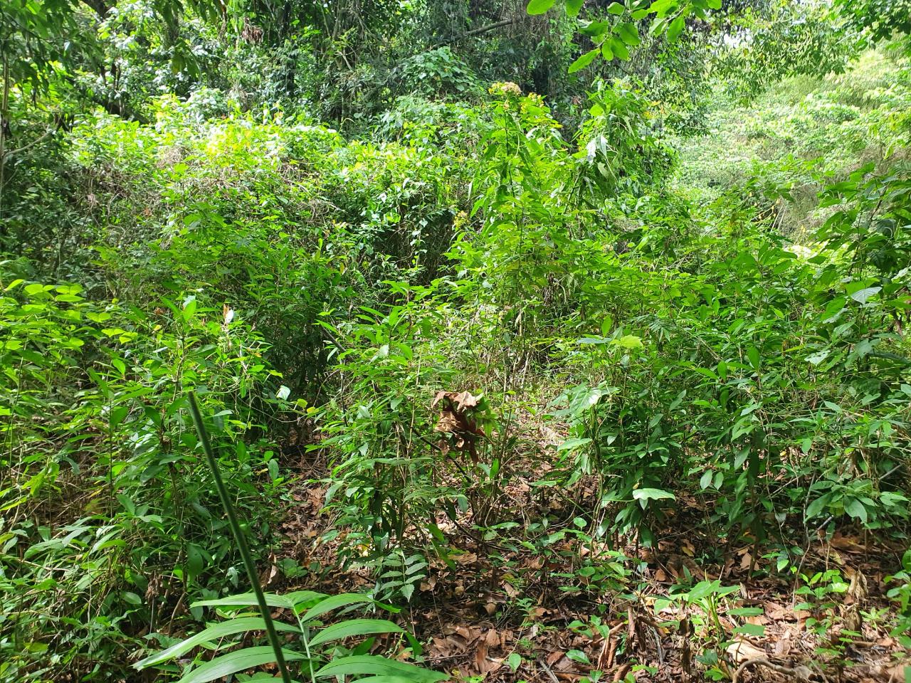 Twelfth image of 1-3 Pirates Hideout, Cold Har in SAN SAN, Portland, Jamaica - property is For Sale