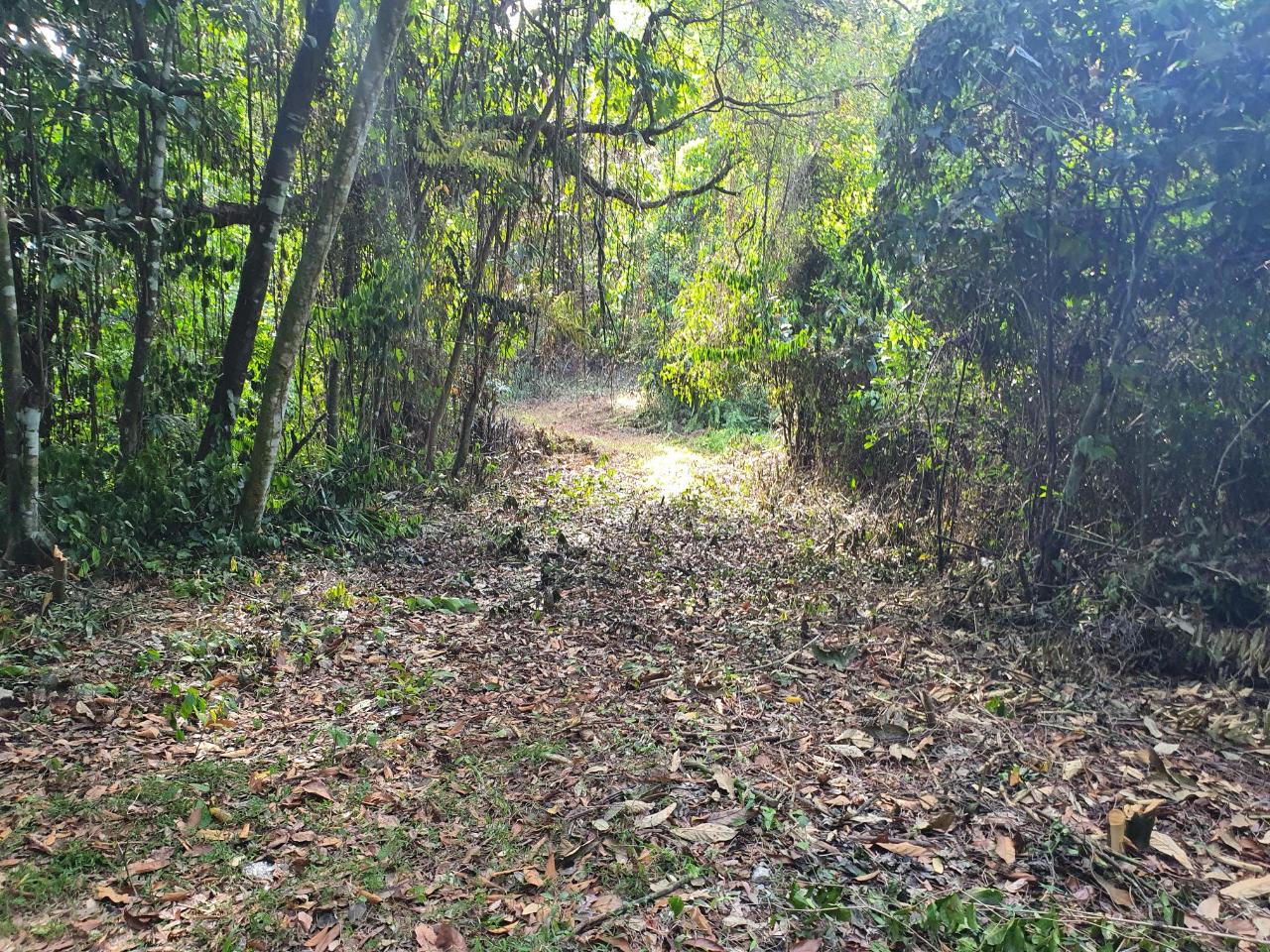 Fourteenth image of 1-3 Pirates Hideout, Cold Har in SAN SAN, Portland, Jamaica - property is For Sale