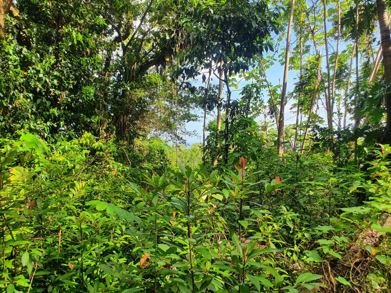 Tenth image of 1-3 Pirates Hideout, Cold Har in SAN SAN, Portland, Jamaica - property is For Sale