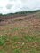 First image of Part of Colbeck in Colbeck, St. Catherine, Jamaica - property is For Sale