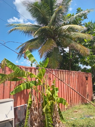 Fifth image of Leigh Farm, St. Catherine in Gordon Pen, St. Catherine, Jamaica - property is For Sale