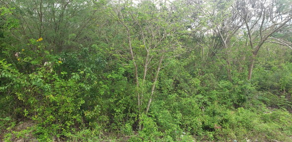 Second image of 51 Halse Hall, May Pen in May Pen, Clarendon, Jamaica - property is For Sale