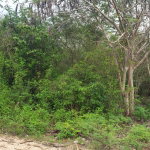 First image of 51 Halse Hall, May Pen in May Pen, Clarendon, Jamaica - property is For Sale