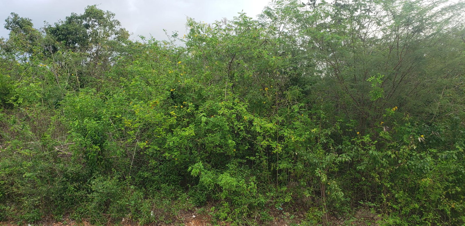 Fourth image of 51 Halse Hall, May Pen in May Pen, Clarendon, Jamaica - property is For Sale