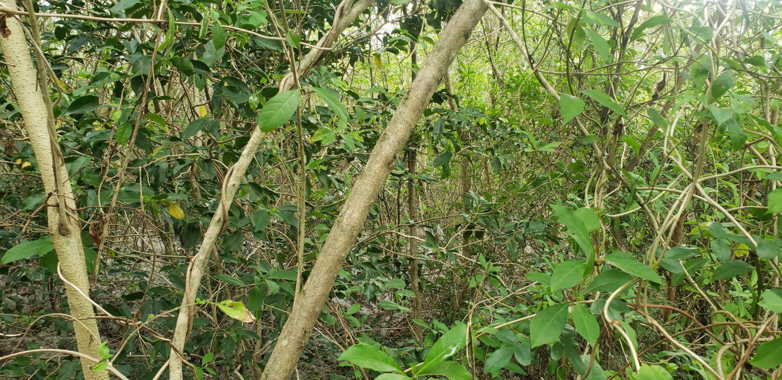 Fifth image of 51 Halse Hall, May Pen in May Pen, Clarendon, Jamaica - property is For Sale