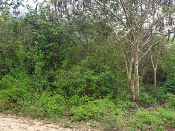 First image of 51 Halse Hall, May Pen in May Pen, Clarendon, Jamaica - property is For Sale