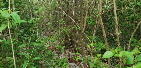 Eighth image of 51 Halse Hall, May Pen in May Pen, Clarendon, Jamaica - property is For Sale