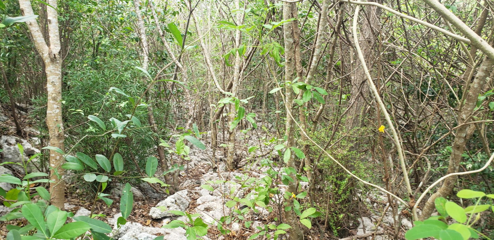 Ninth image of 51 Halse Hall, May Pen in May Pen, Clarendon, Jamaica - property is For Sale