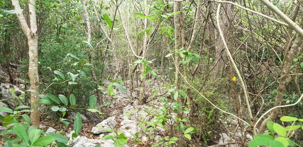 Ninth image of 51 Halse Hall, May Pen in May Pen, Clarendon, Jamaica - property is For Sale