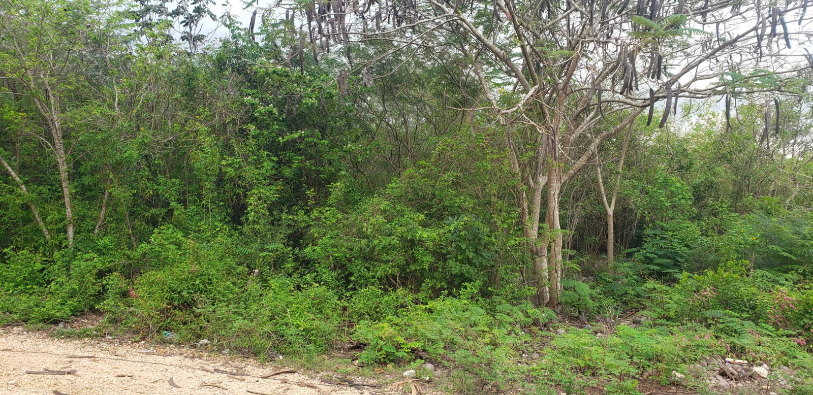 First image of 51 Halse Hall, May Pen in May Pen, Clarendon, Jamaica - property is For Sale