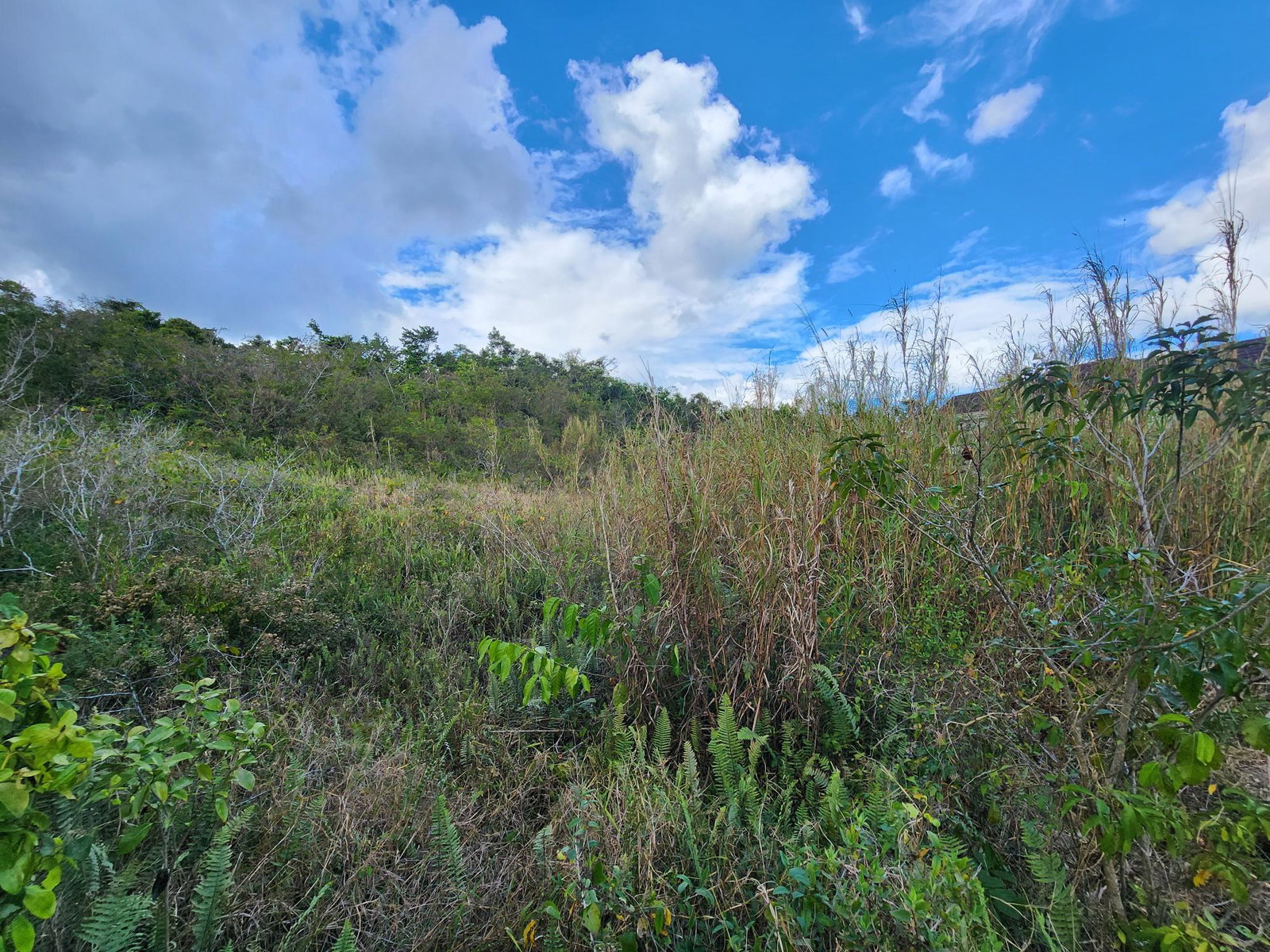 Fifth image of Lot # 454- Moorlands Estate in Mooreland, Manchester, Jamaica - property is For Sale