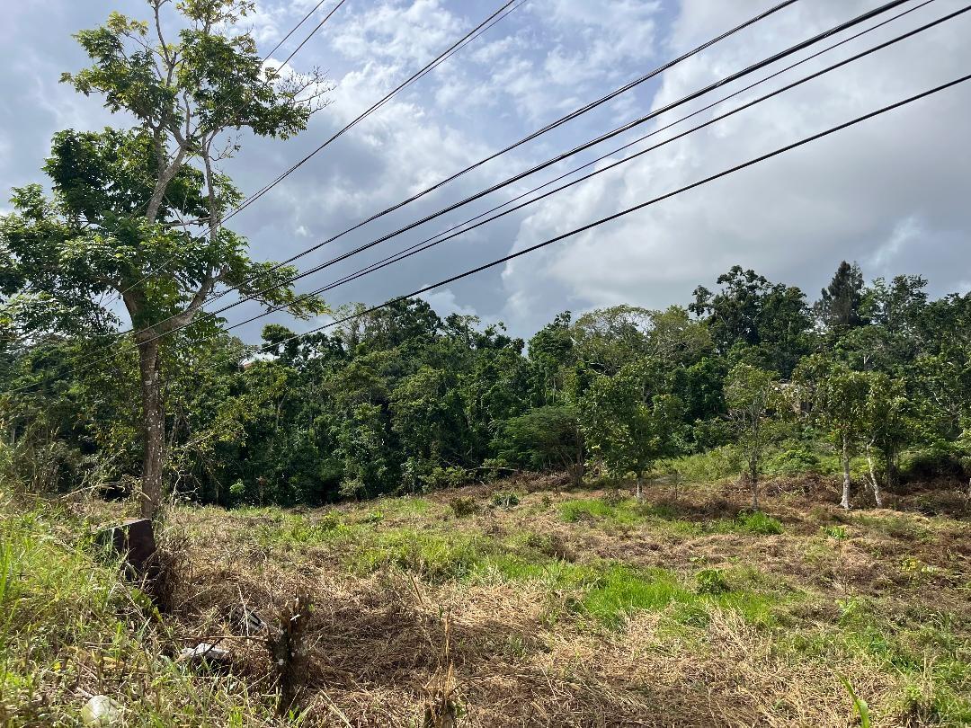 Prime-2-Acre-Residential-Lot-for-Sale-in-Mandeville-Jamaica Seventh image of Bloomfield Street in Mandeville, Manchester, Jamaica - property is For Sale