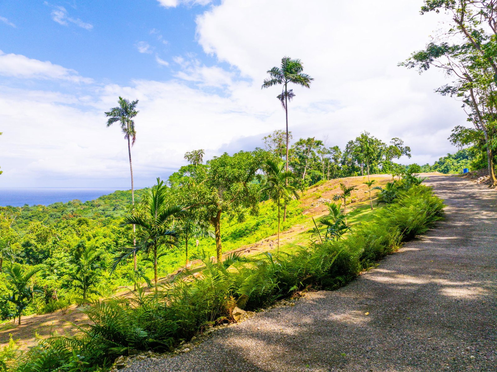 Prime-8.3-Acres-for-Sale-in-San-San-Estate-Jamaica Twelfth image of 341 San San in Fairy Hill, Portland, Jamaica - property is For Sale
