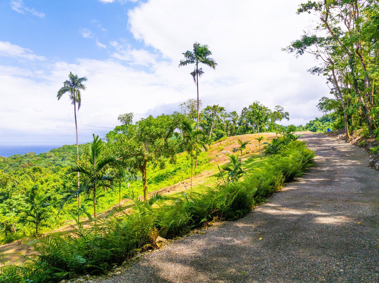 Prime-8.3-Acres-for-Sale-in-San-San-Estate-Jamaica Thirteenth image of 341 San San in Fairy Hill, Portland, Jamaica - property is For Sale