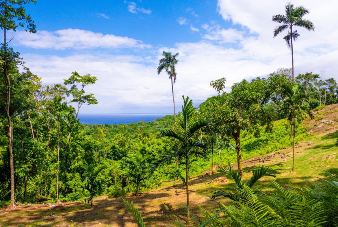 Fourteenth image of 341 San San in Fairy Hill, Portland, Jamaica - property is For Sale