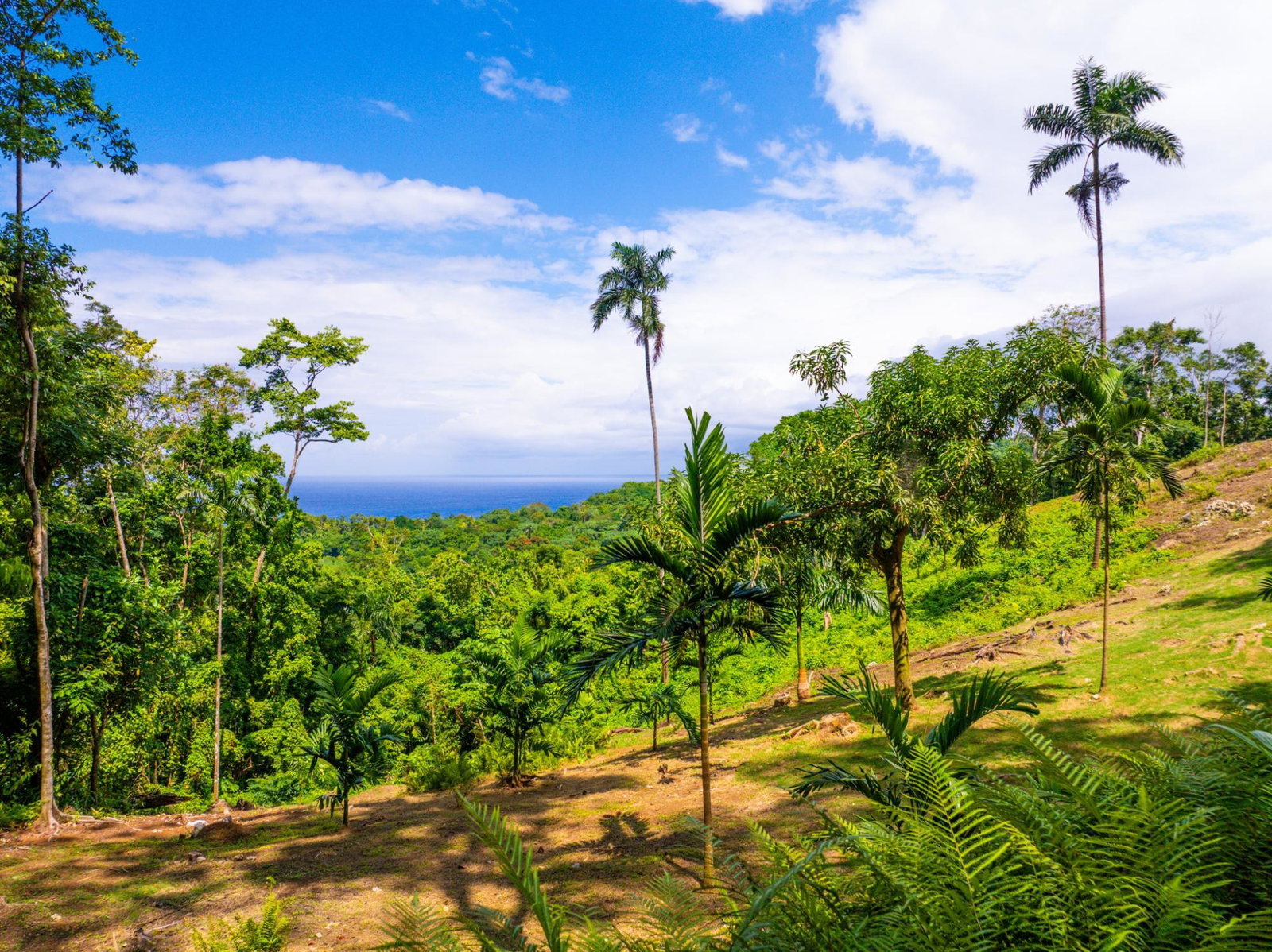 Prime-8.3-Acres-for-Sale-in-San-San-Estate-Jamaica Fourteenth image of 341 San San in Fairy Hill, Portland, Jamaica - property is For Sale